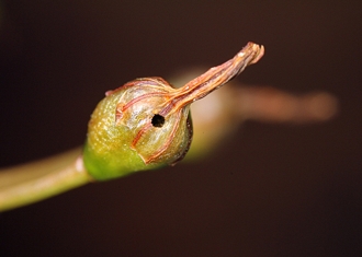 Eurytoma_exit_hole_in_Bulbine_seed_capsule_Vida_van_der_Walt