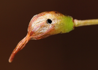 Eurytoma_exit_hole_in_Bulbine_seed_capsule_Vida_van_der_Walt