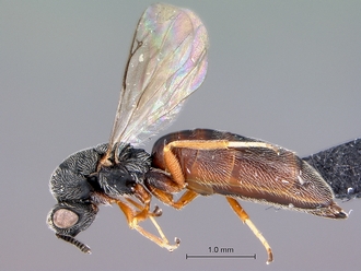 Macrorileya_species_habitus
