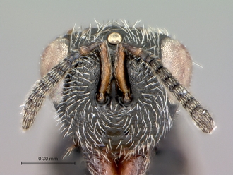 Macrorileya_species_head_frontal