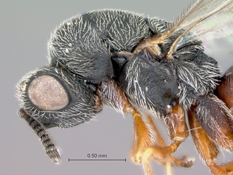 Macrorileya_species_head_mesosoma_lateral