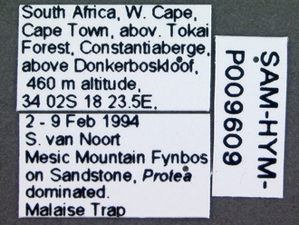 Macrorileya_species_labels