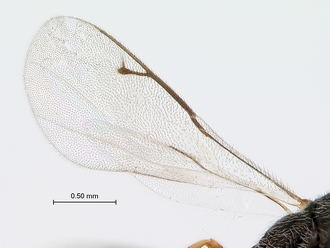 Macrorileya_species_wing
