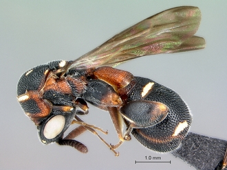 Micrapion_steffani_habitus_lateral