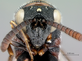 Micrapion_steffani_head_frontal