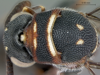 Micrapion_steffani_head_mesosoma_dorsal