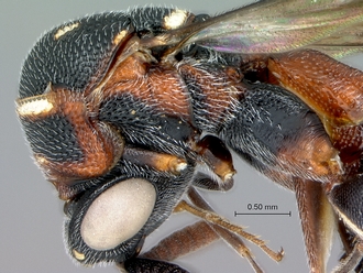 Micrapion_steffani_head_mesosoma_lateral