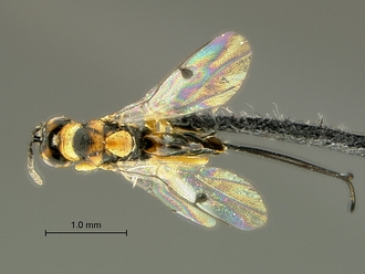 Megastigmus_aculeatus_SAM-HYM-P044102_habitus_dorsal