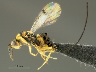 Megastigmus_aculeatus_SAM-HYM-P044102_habitus_lateral