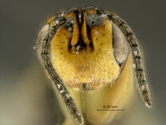 Megastigmus_aculeatus_SAM-HYM-P044102_head_frontal
