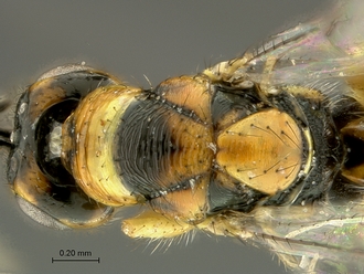 Megastigmus_aculeatus_SAM-HYM-P044102_head_mesosoma_dorsal