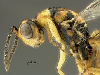 Megastigmus_aculeatus_SAM-HYM-P044102_head_mesosoma_lateral