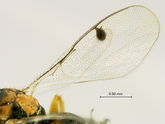 Megastigmus_aculeatus_SAM-HYM-P044102_wings