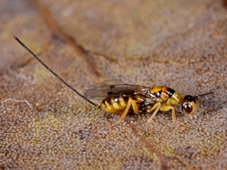 Megastigmus_aculeatus_Simon_van_Noort_DSC7092