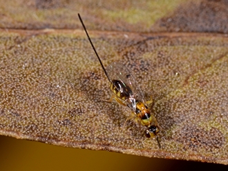 Megastigmus_aculeatus_Simon_van_Noort_DSC7098