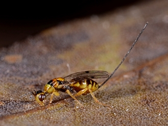 Megastigmus_aculeatus_Simon_van_Noort_DSC7102