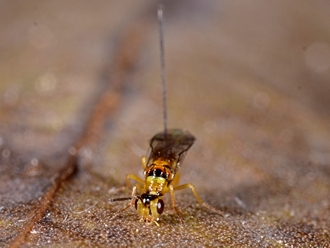 Megastigmus_aculeatus_Simon_van_Noort_DSC7109