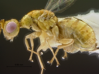 images/Megastigmus_zebrinus_SAM-HYM-P024613_HT_body_lateral_330.jpg