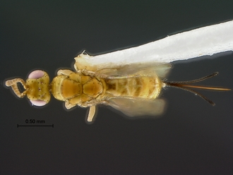 images/Megastigmus_zebrinus_SAM-HYM-P024613_HT_habitus_dorsal_330.jpg