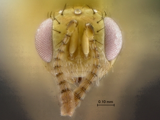 images/Megastigmus_zebrinus_SAM-HYM-P024613_HT_head_frontal_330.jpg