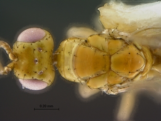 images/Megastigmus_zebrinus_SAM-HYM-P024613_HT_head_mesosoma_dorsal_330.jpg
