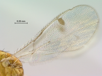 images/Megastigmus_zebrinus_SAM-HYM-P024613_HT_wings_330.jpg