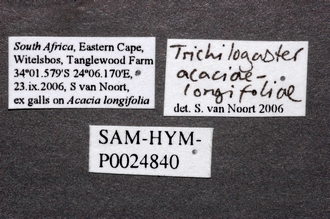 Trichilogaster_acaciaelongifoliae_data_labels