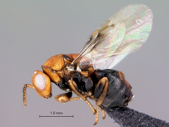 Trichilogaster_acaciaelongifoliae_habitus_lateral