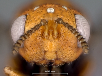 Trichilogaster_acaciaelongifoliae_head_frontal
