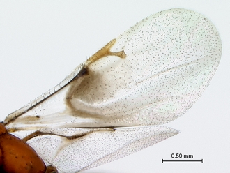 Trichilogaster_acaciaelongifoliae_wings