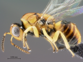 Trichilogaster_signiventris_SAM-HYM-P043464_female_body_lateral