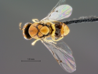 Trichilogaster_signiventris_SAM-HYM-P043464_female_habitus_dorsal