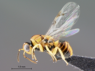 Trichilogaster_signiventris_SAM-HYM-P043464_female_habitus_lateral