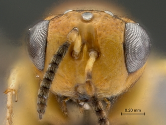 Trichilogaster_signiventris_SAM-HYM-P043464_female_head_frontal