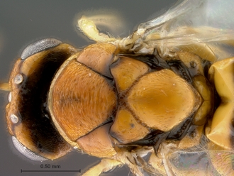 Trichilogaster_signiventris_SAM-HYM-P043464_female_head_mesosoma_dorsal