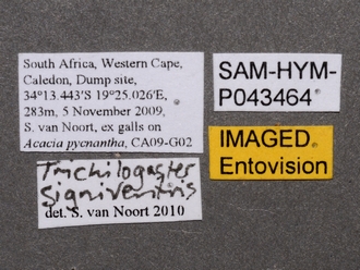 Trichilogaster_signiventris_SAM-HYM-P043464_female_labels