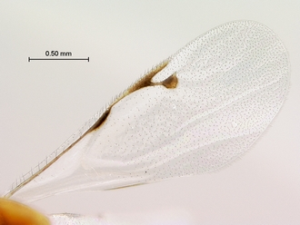 Trichilogaster_signiventris_SAM-HYM-P043464_female_wing