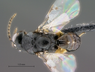 Trichilogaster_signiventris_SAM-HYM-P043464_male_habitus_dorsal
