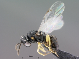 Trichilogaster_signiventris_SAM-HYM-P043464_male_habitus_lateral