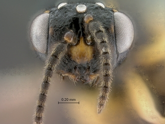 Trichilogaster_signiventris_SAM-HYM-P043464_male_head_frontal