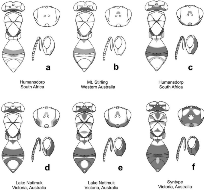 Trichilogaster_signiventris_colour_variation_Prinsloo&Neser2007