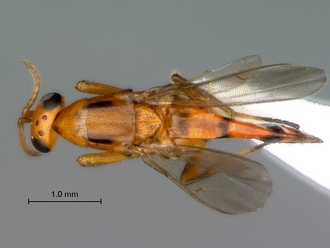 Neanastatus_rufatus_female_P025030_habitus_dorsal