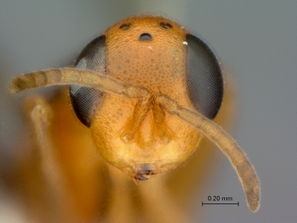 Neanastatus_rufatus_female_P025030_head_frontal