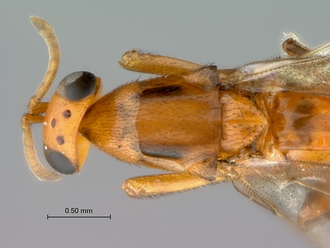 Neanastatus_rufatus_female_P025030_head_mesosoma_dorsal