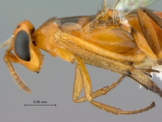 Neanastatus_rufatus_female_P025030_head_mesosoma_lateral