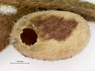Neanastatus_rufatus_female_P025030_host_Scyrotis_gall