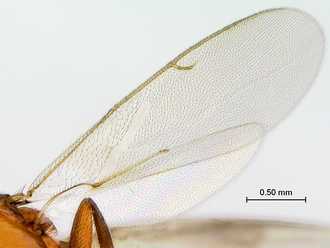 Neanastatus_rufatus_female_P025030_wing