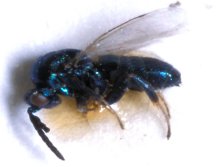 Ormyrus_decaryi