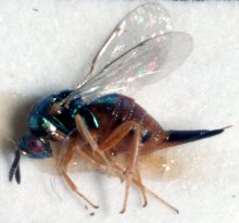 Ormyrus_flavipes