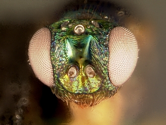 Ormyrus_head_F